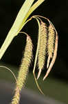 Great smokey mountain sedge